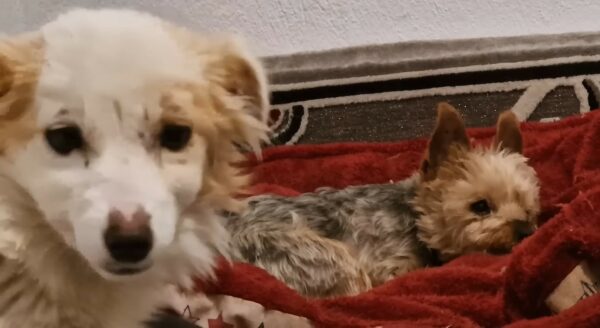 La lucha de Tiny Puppy contra el frío genera calidez y amor inesperados-1