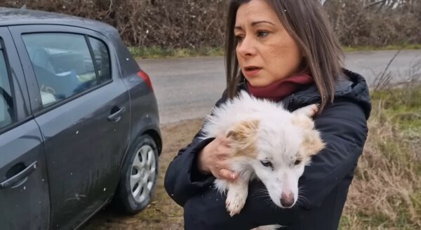 Tiny Puppy's Fight Against the Cold Leads to Unexpected Warmth and Love-1