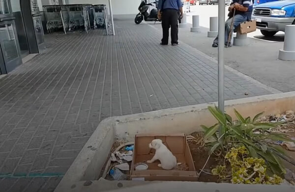 La desgarradora súplica de un pequeño cachorro afuera de un supermercado captura corazones-1