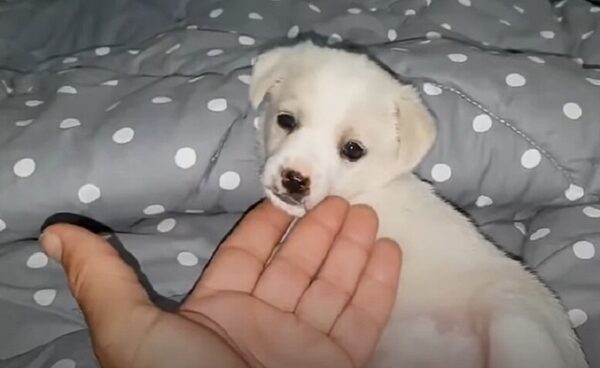 Tiny Puppy's Heartbreaking Plea Outside a Supermarket Captures Hearts-2