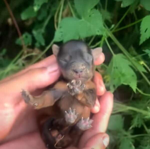 El rescate de los arbustos llorosos de Tiny Puppy conduce a un viaje increíble-1