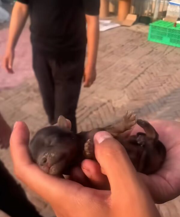 Tiny Puppy's Tearful Bushes Rescue Leads to Unbelievable Journey-2