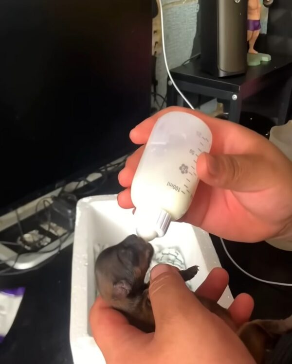 El rescate de los arbustos llorosos de Tiny Puppy conduce a un viaje increíble-3