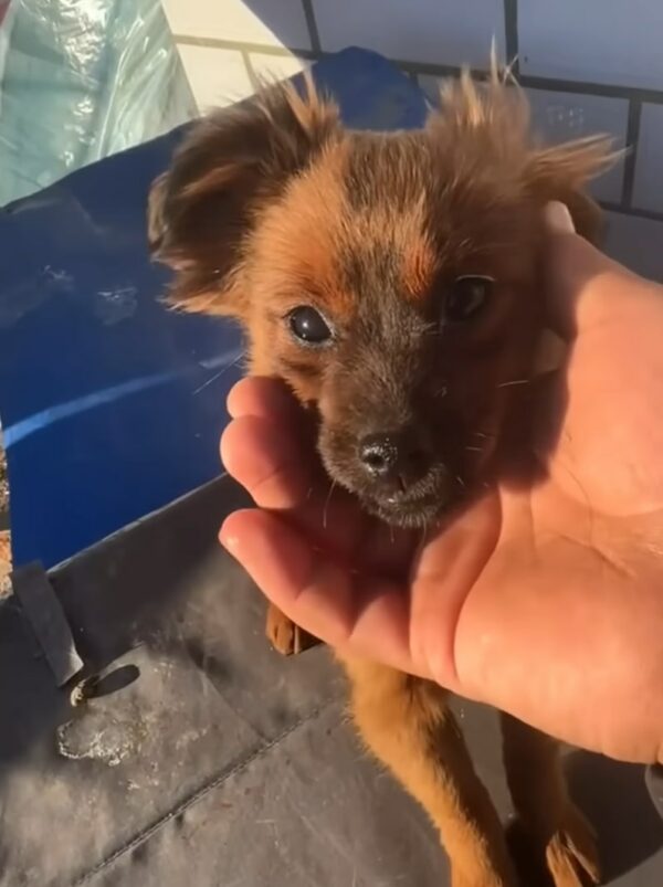 Tiny Puppy's Tearful Bushes Rescue Leads to Unbelievable Journey-6