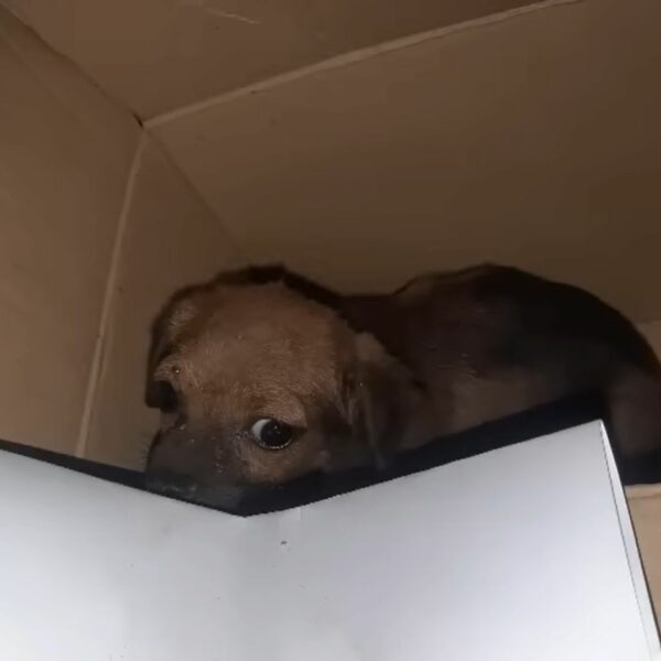 El desgarrador viaje de Tiny Pup desde el abandono hasta la alegría-2