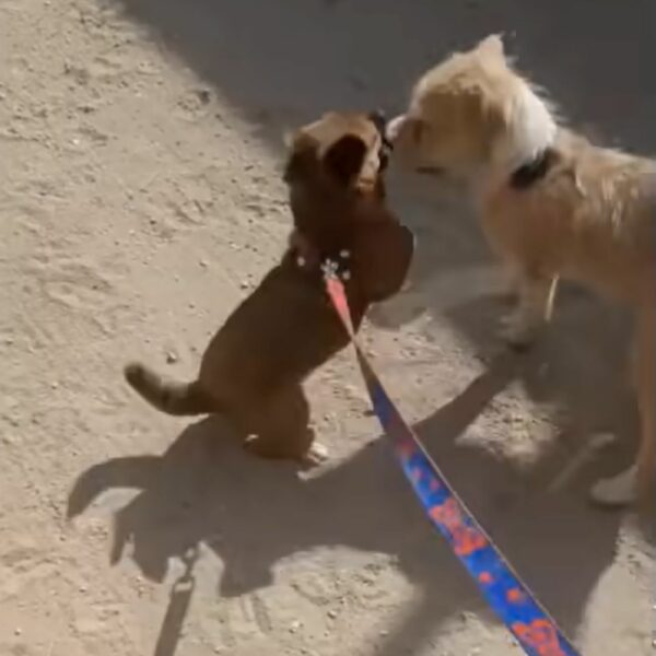 Tiny Pup's Harrowing Journey From Abandonment to Joy-4