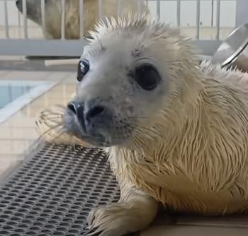 Tiny Seal Pup's Brave Journey Back to the Wild Captures Hearts-1