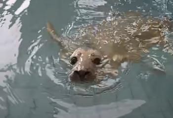 El valiente viaje de regreso a la naturaleza del pequeño cachorro de foca captura corazones-1