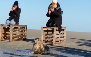 El valiente viaje de regreso a la naturaleza del pequeño cachorro de foca captura corazones-1