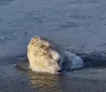 El valiente viaje de regreso a la naturaleza del pequeño cachorro de foca captura corazones-1