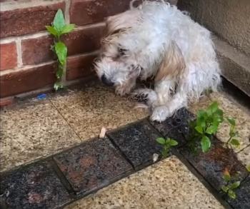 Un pequeño cachorro tembloroso encuentra héroes inesperados en un aguacero tormentoso-1