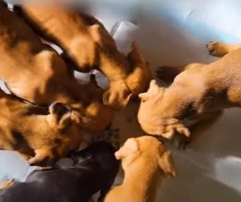 Tiny Whimpers Behind the Trash: The Rescue Saga of Abandoned Puppies-1