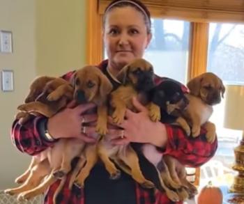 Tiny Whimpers Behind the Trash: The Rescue Saga of Abandoned Puppies-1