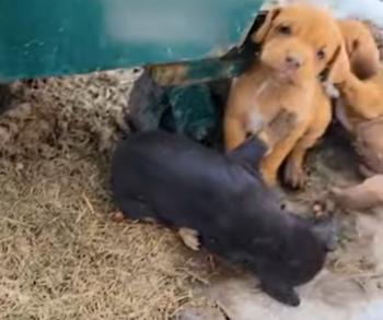 Tiny Whimpers Behind the Trash: The Rescue Saga of Abandoned Puppies-1