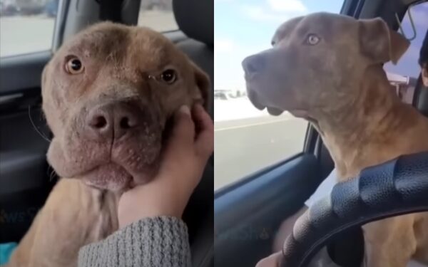 title=From Despair to Joy: The Unbelievable Journey of a Rescued Dog-1