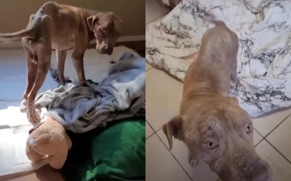 title=From Despair to Joy: The Unbelievable Journey of a Rescued Dog-1