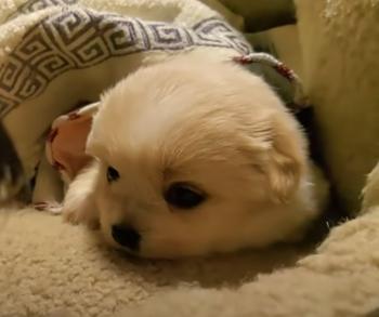 title=Rescue Miracle: Tiny Puppy Saved from Perilous Sidewalk Fate-1