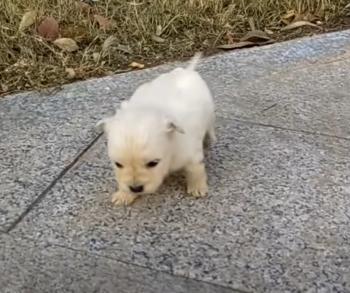 title=Milagro de rescate: Pequeño cachorro salvado de la peligrosa acera Fate-1