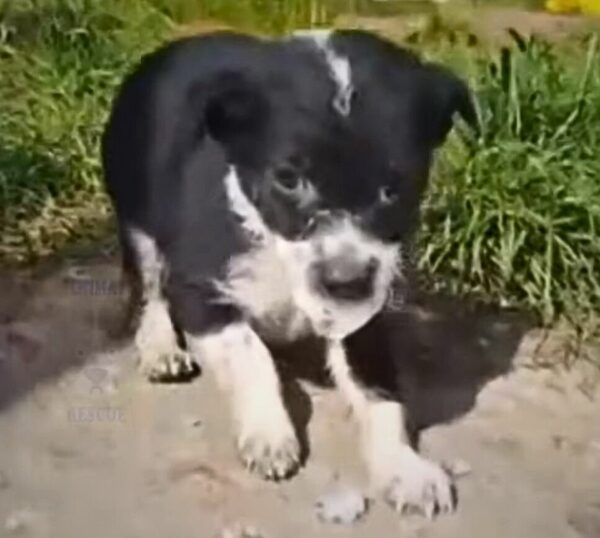 Tragic Tale of a Puppy's Last Days Filled With Unconditional Love-1