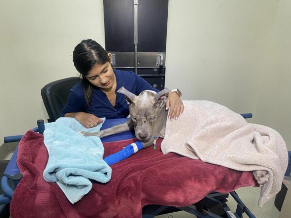 Tragic Tale of Resilience: The Story of Althea, the Dog Who Fought Against All Odds-1