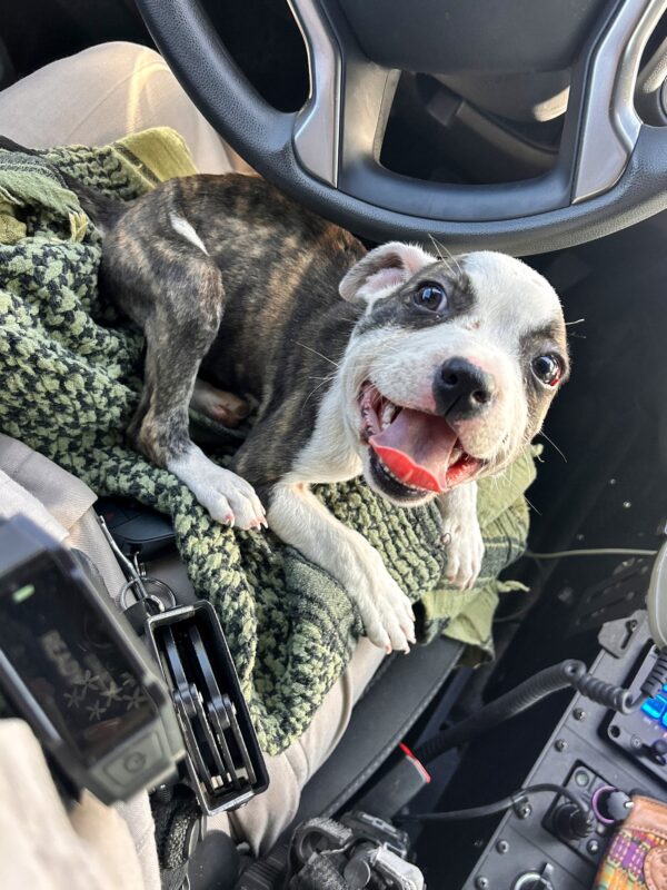 Conductor de camión se detiene para rescatar a un cachorro desesperado en la solitaria autopista 1