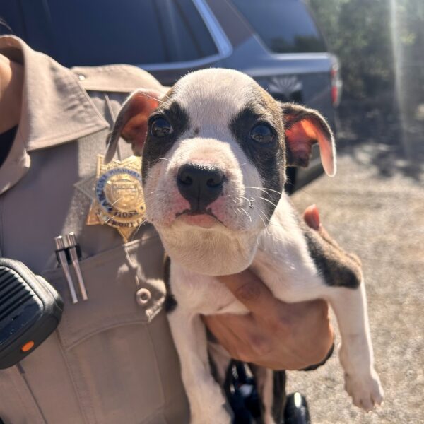 Truck Driver Halts To Rescue Desperate Puppy On Lonely Highway-1