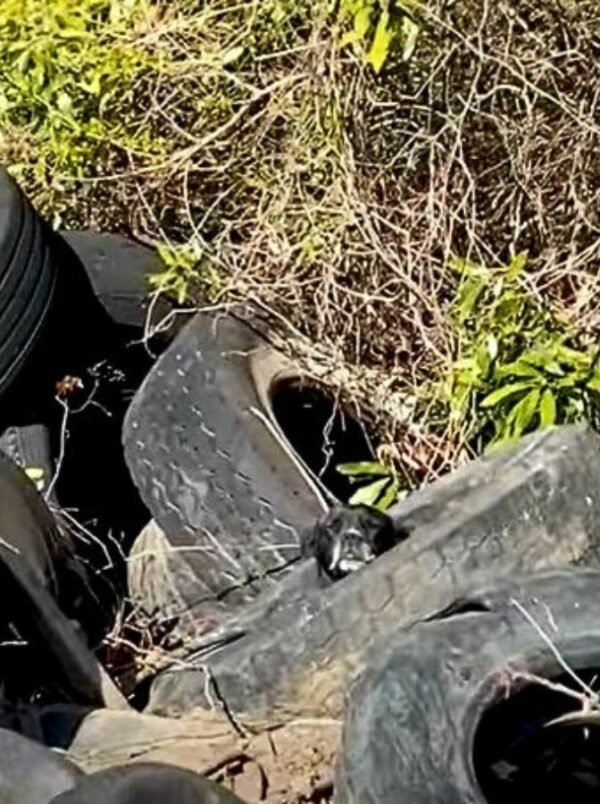 Truck Drivers Uncover Heart-Wrenching Surprise in Abandoned Tires-1