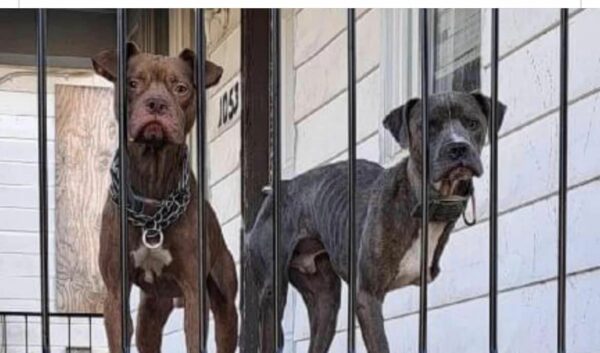 Dos perros abandonados en un porche: una historia de esperanza y supervivencia-1