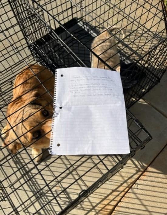 Two Abandoned Puppies Found with a Mysterious Note: What Happened Next Will Touch Your Heart-1