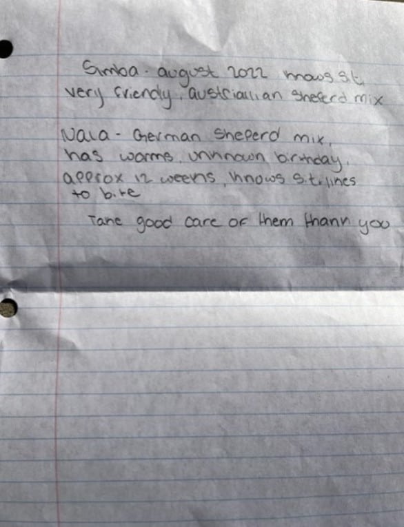 Two Abandoned Puppies Found with a Mysterious Note: What Happened Next Will Touch Your Heart-1