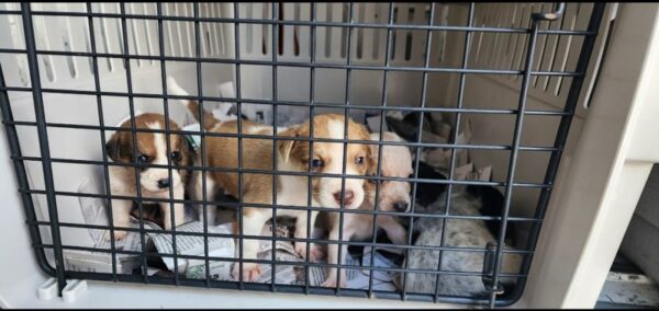 Descubrimiento increíble: 30 cachorros vulnerables abandonados al borde de la carretera-1