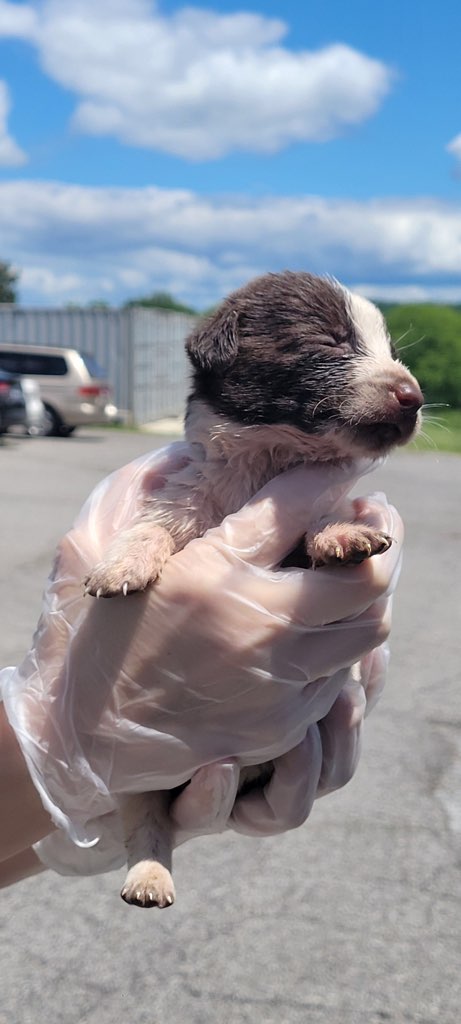 Unbelievable Discovery: 30 Vulnerable Puppies Left Abandoned by the Roadside-1