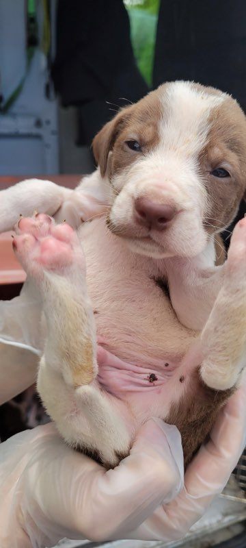 Unbelievable Discovery: 30 Vulnerable Puppies Left Abandoned by the Roadside-1