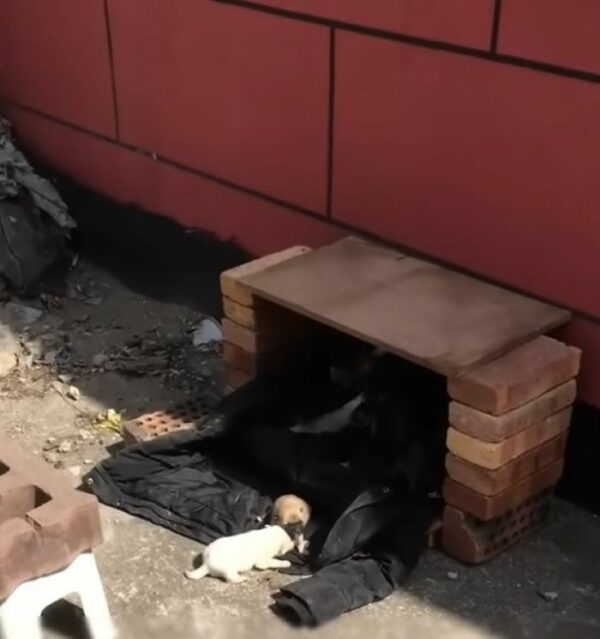 Unbelievable Discovery on the Roof: A Stray Dog’s Secret Revealed-1