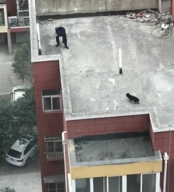 Unbelievable Discovery on the Roof: A Stray Dog’s Secret Revealed-1