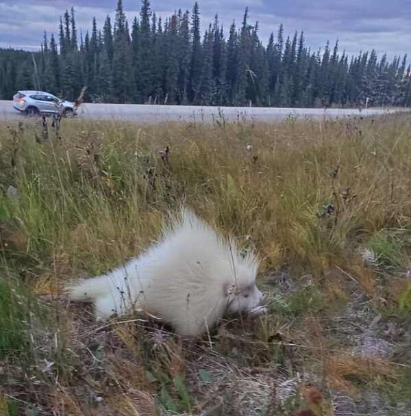 Encuentro increíble: una mujer descubre la verdadera naturaleza de una misteriosa figura blanca al borde de la carretera-1