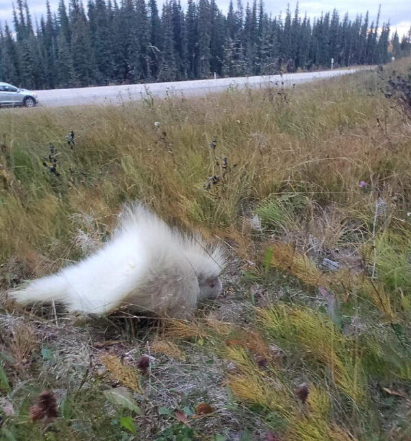 Unbelievable Encounter: Woman Discovers the True Nature of Mysterious White Figure on Roadside-1