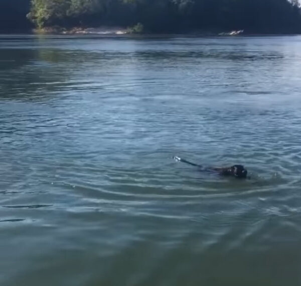 Rescate increíble: ¡Un pescador salva a un 'perro' que se está ahogando y que resulta ser algo completamente distinto!-1