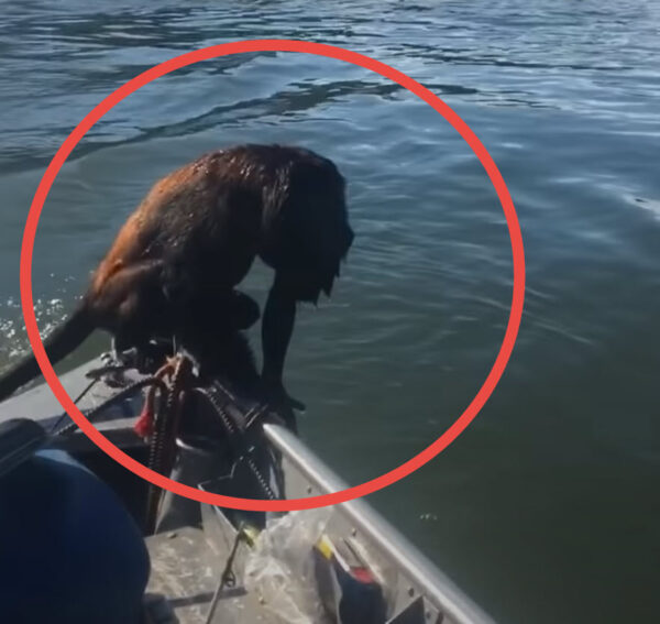 Rescate increíble: ¡Un pescador salva a un 'perro' que se está ahogando y que resulta ser algo completamente distinto!-3
