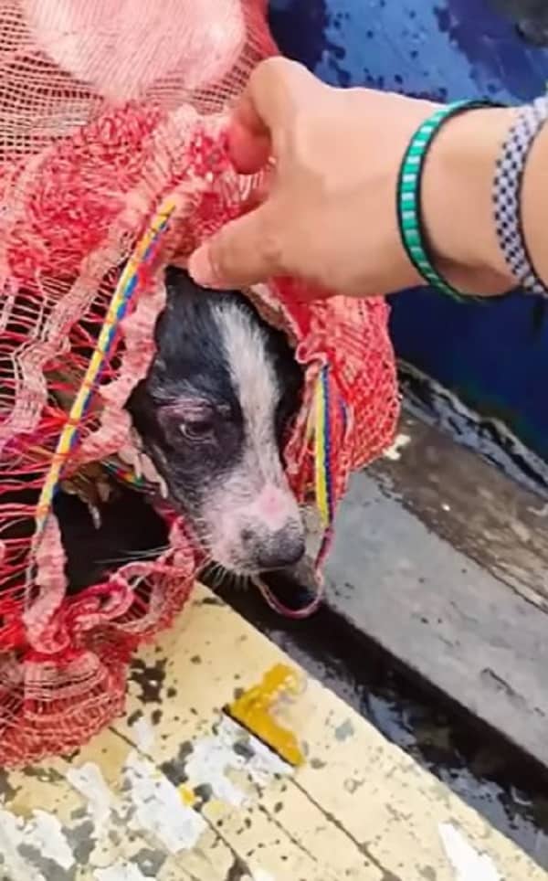 Increíble rescate: Cachorro sobrevive después de ser descartado en River-2
