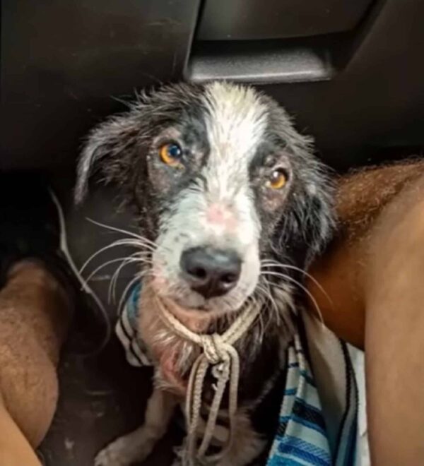 Increíble rescate: Cachorro sobrevive después de ser descartado en River-3