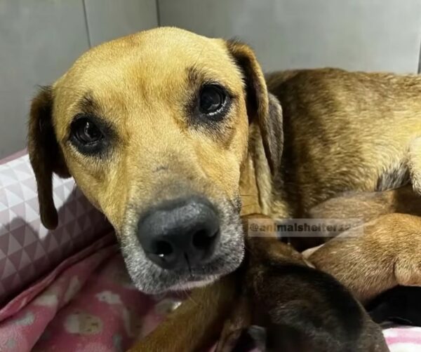 Rescate increíble: lágrimas y triunfo en la historia de una madre perra y sus cachorros-1