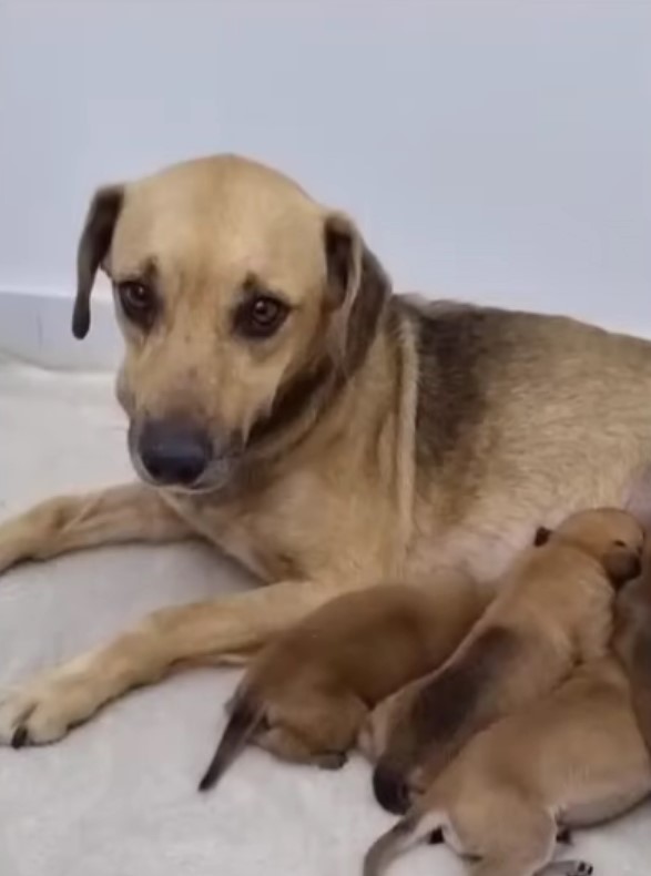 Rescate increíble: lágrimas y triunfo en la historia de una madre perra y sus cachorros-1