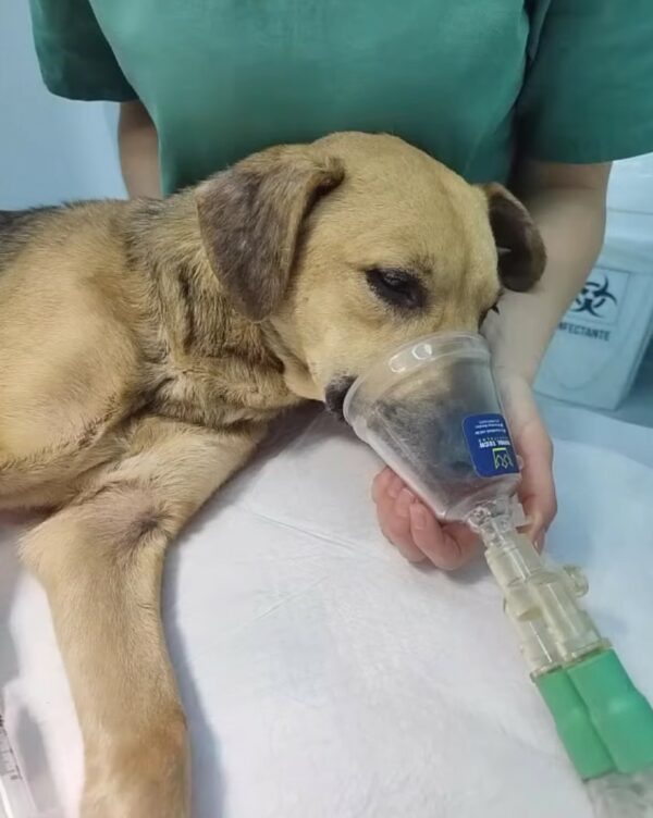 Unbelievable Rescue: Tears and Triumph in the Tale of a Mother Dog and Her Puppies-1