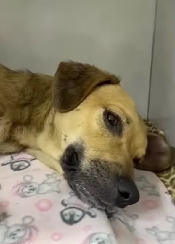 Unbelievable Rescue: Tears and Triumph in the Tale of a Mother Dog and Her Puppies-1