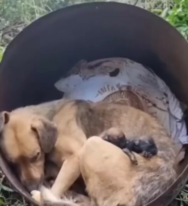 Rescate increíble: lágrimas y triunfo en la historia de una madre perra y sus cachorros-1