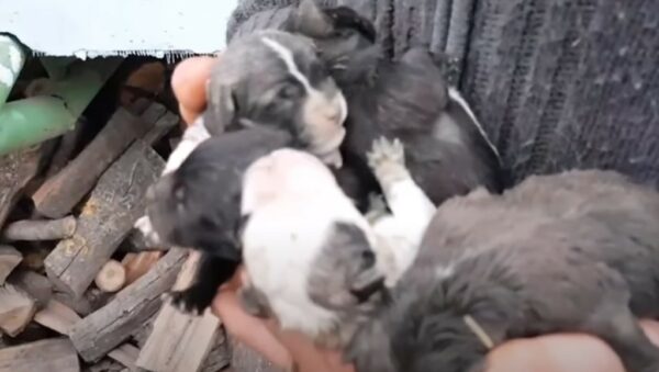 Unexpected Discovery in the Woods Leads to Heartfelt Animal Rescue-1