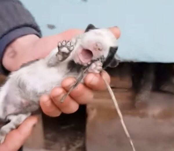 Un descubrimiento inesperado en el bosque conduce a un sincero rescate de animales-1