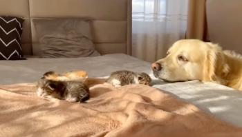 Amistad inesperada: un perro cuida a gatitos recién nacidos en un encuentro táctil-1