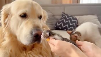 Amistad inesperada: un perro cuida a gatitos recién nacidos en un encuentro táctil-2
